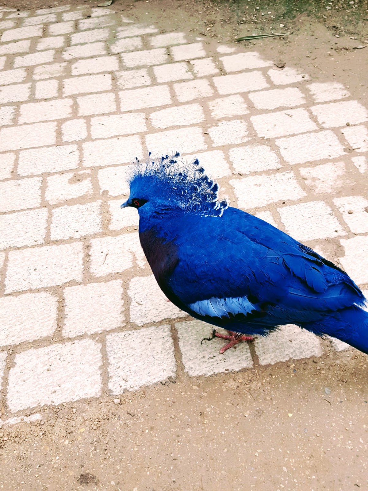 Day At The Zoo: The Wordless or not so Wordless Wednesday Link Up