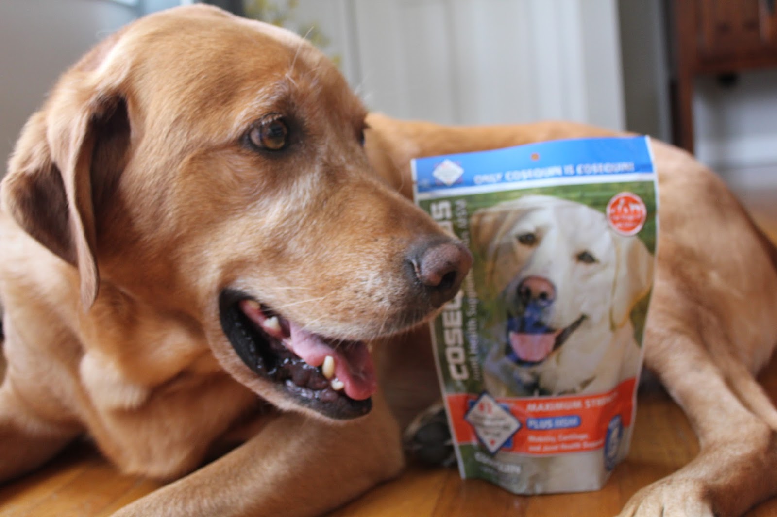 How to Maintain Healthy Hips and Joints in Dogs
