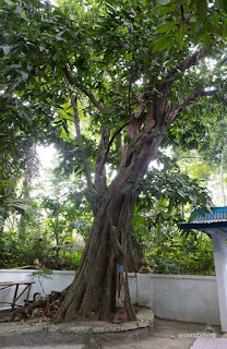 makam bulupitu kebumen