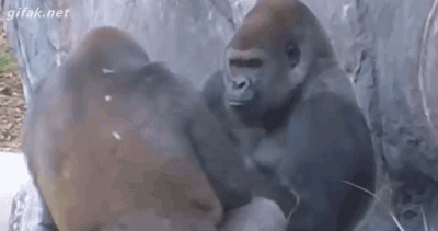 Funny animal gifs - part 270, funny gifs, animals