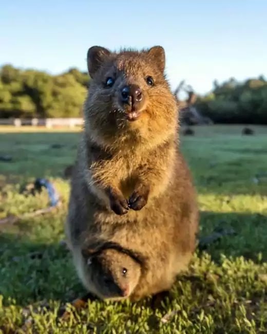 Adorable Pictures Of Quokkas, The Happiest Animals In The World