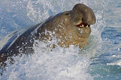 Gajah Laut Si Bongsor Yang Tidak Berbelalai Re Tawon Gajah Laut Si Bongsor Yang Tidak Berbelalai Re Tawon