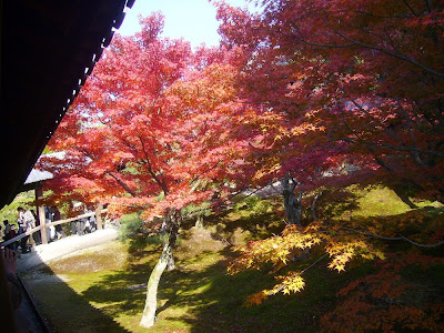 東福寺の紅葉〔絶景〕