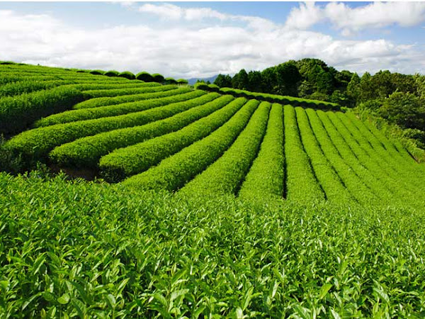 Sencha Green Tea Oil, A Natural Sun Protectant