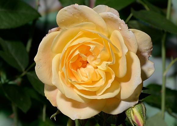 Scarman's Golden Rambler сорт розы фото  
