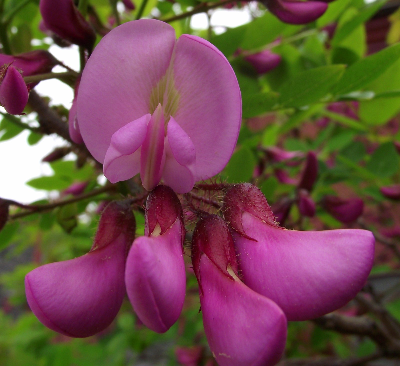 Wild Bee Purple Robe Black Locust