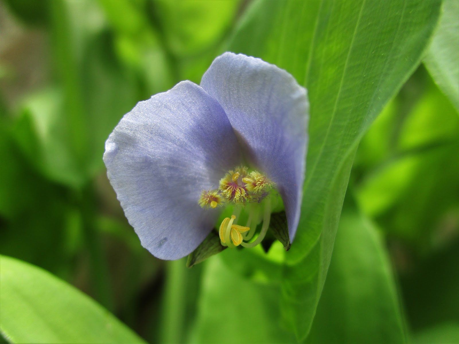 Victoria Phantasmagoria: Widow’s Tears