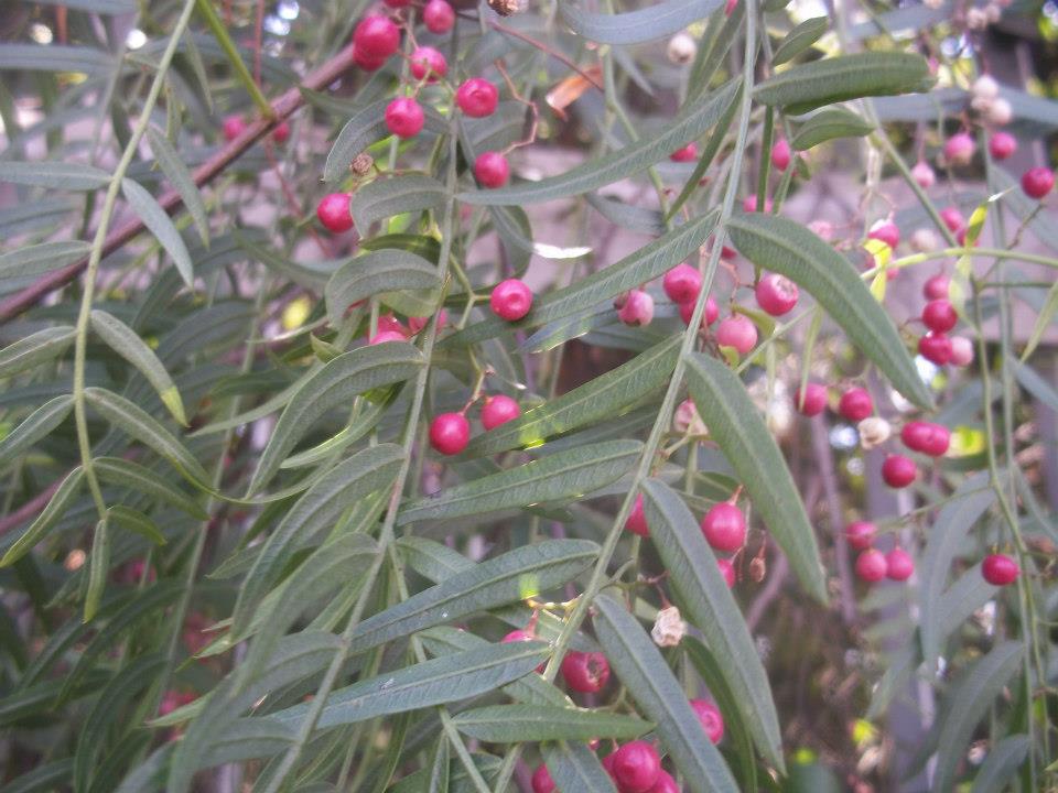 Foraging Pink Peppercorns and the Difference Between Different Types