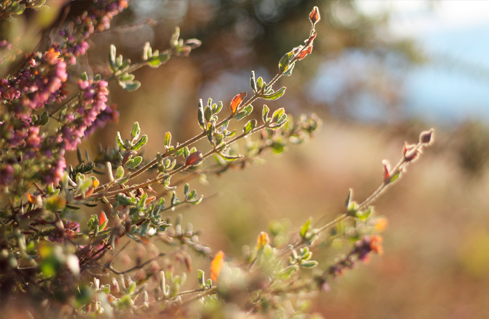 album flores fotografía macro