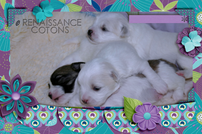 ♥Renaissance Coton Puppy♥