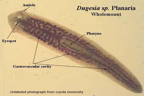 laporan praktikum platyhelminthes planaria
