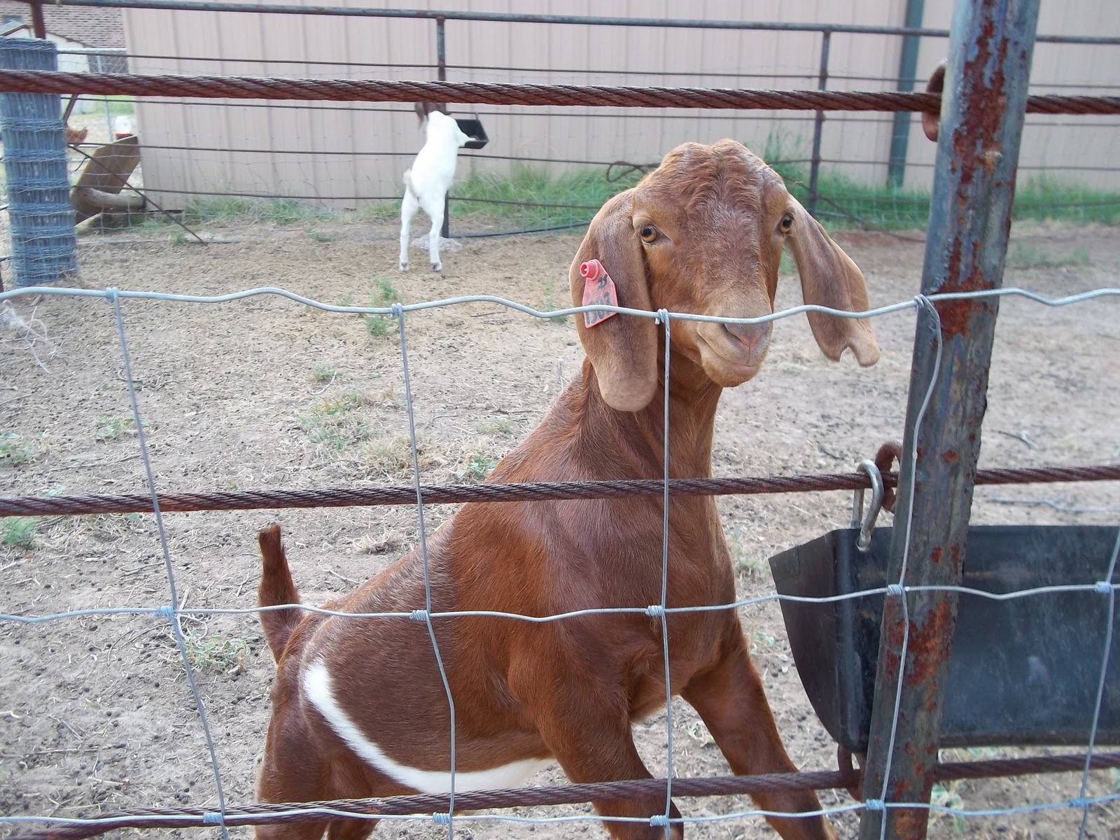 a-boy-and-his-blog-4-h-goats