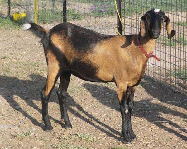 Nubian goats, Anglo Nubian goats, differences between Nubian and Anglo Nubian goats