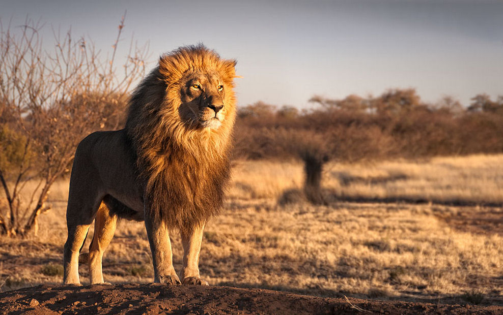 Animales - Leon - Felinos - Así es el Rey. Hermoso, Imponente y Majestuoso.