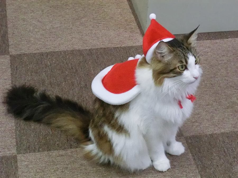 40 Cutest Santa Cats to Make Your Christmas Delightful
