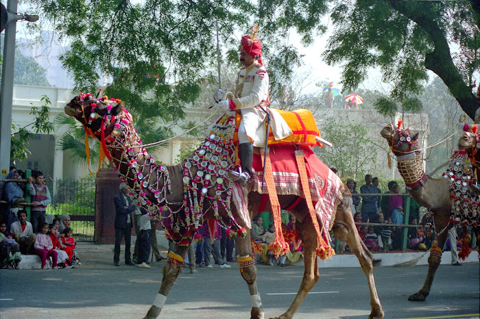 New Delhi, Republic Day, chameaux, © L Gigout, 1991