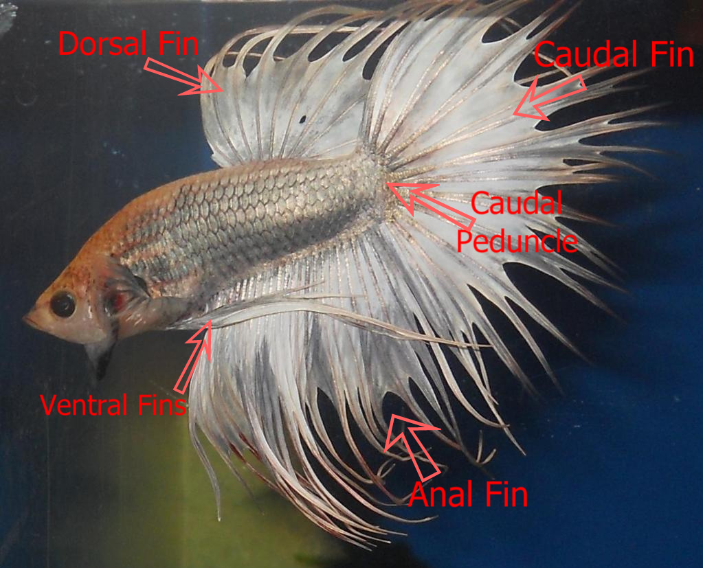 betta Anatomy IDZ AQUARIUM