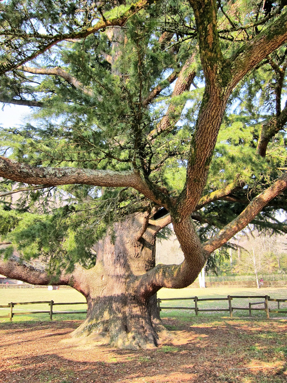 Navarra al natural: El Cedro de Bértiz. monumentos naturales árboles