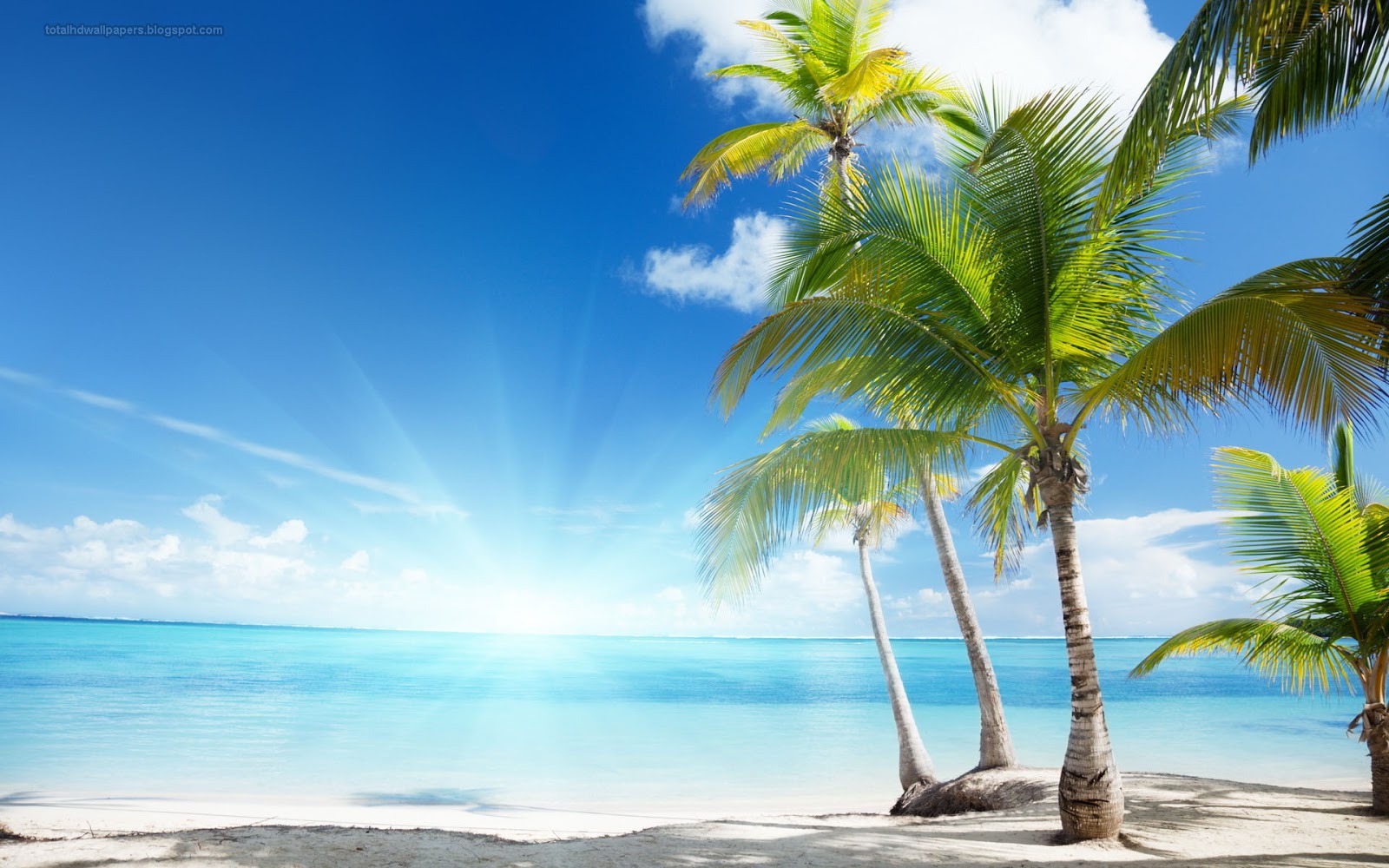 Beautiful Wallpapers for Desktop: Palm tree wallpapers hd