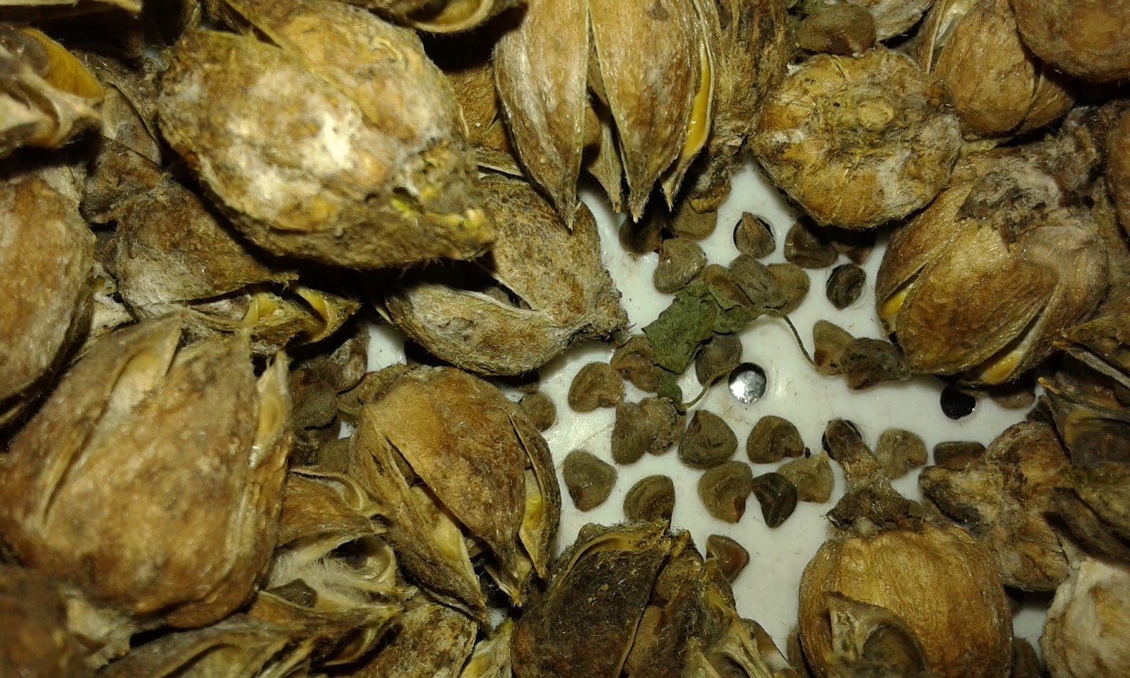 My Tropical Organic Garden How to Collect Jamaican Sorrel Seeds for