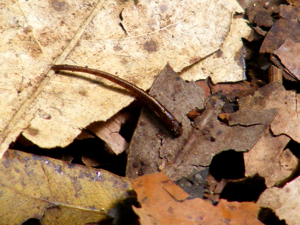 Days on the Claise Land Leeches