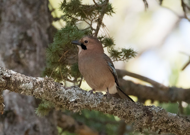 Jay ssp glazneri - Troodos Mountains, Cyprus