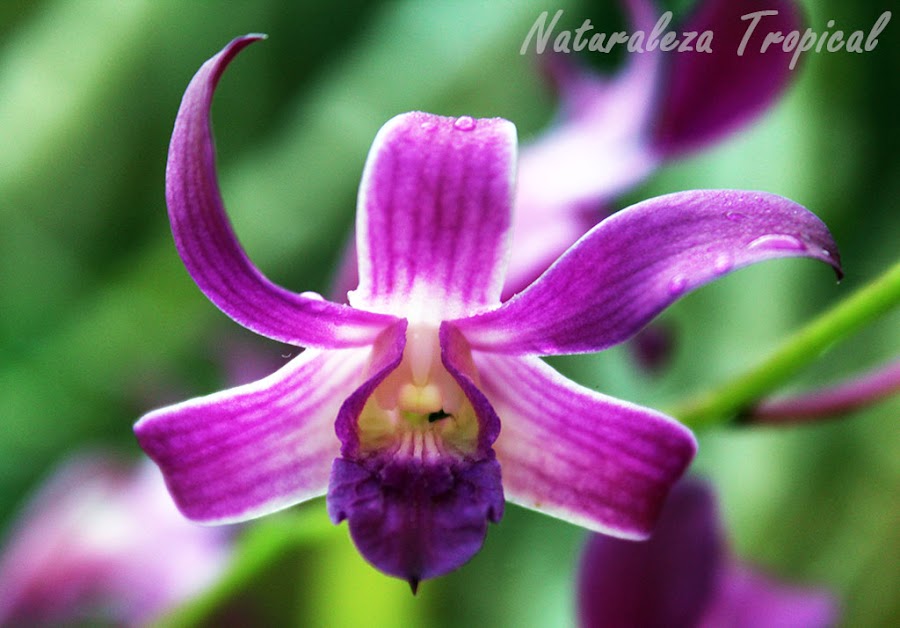 La orquídea Violeta, Dendrobium superbiens