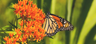 Milkweed: The #1 Plant You Need to Start Growing ASAP (Especially If You’ve Got a Stink Bug Problem!)