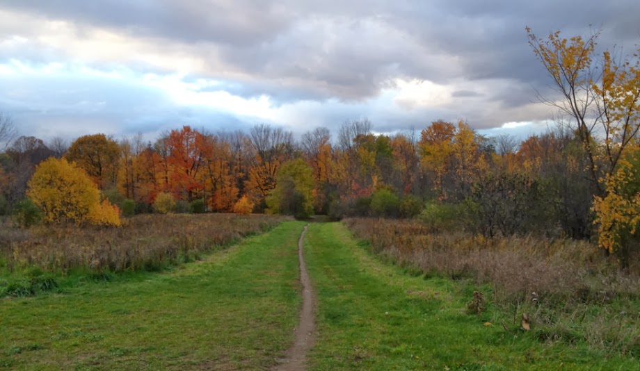 dandelions and concrete 10 hectare wood lots in Ottawa dandelions and concrete 10 hectare wood lots in Ottawa