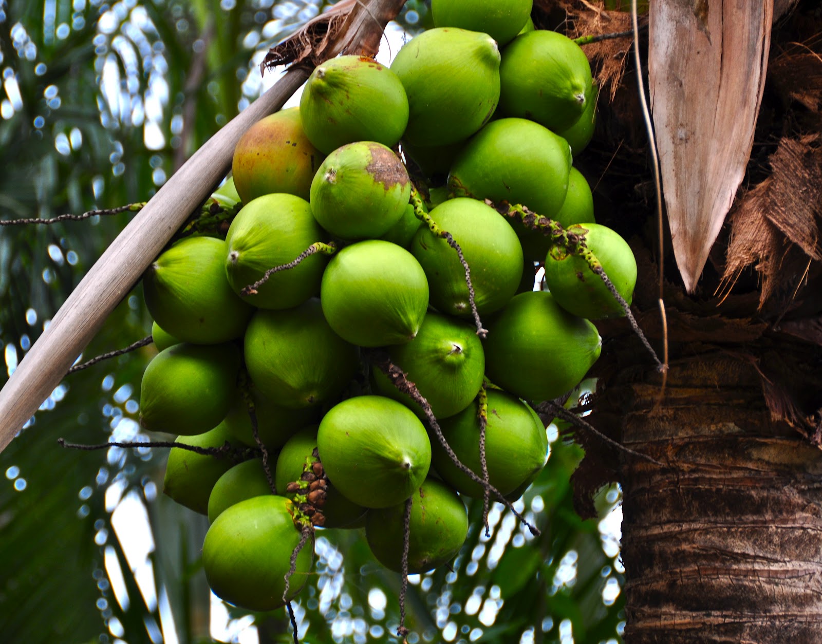 Tamarindo, Costa Rica Daily Photo Coconuts on the tree