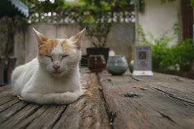 Chat dormant sur une table en bois