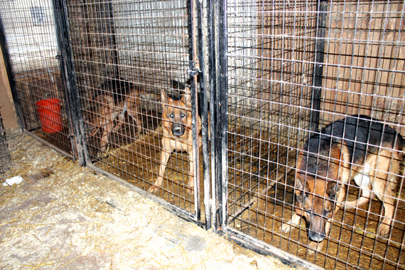 Four legged friends (and enemies): Suspect in Greene County animal ...