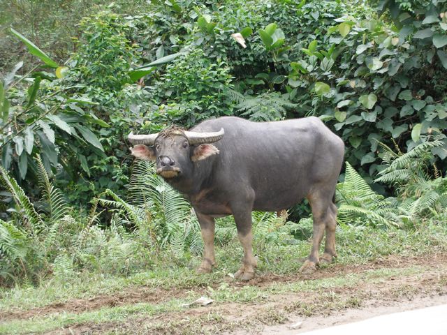 Water Buffalo Animal Wildlife