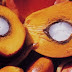 Ploumen waardeert Indonesische inzet voor duurzame palmolie