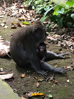 Monkey Forest, Ubud