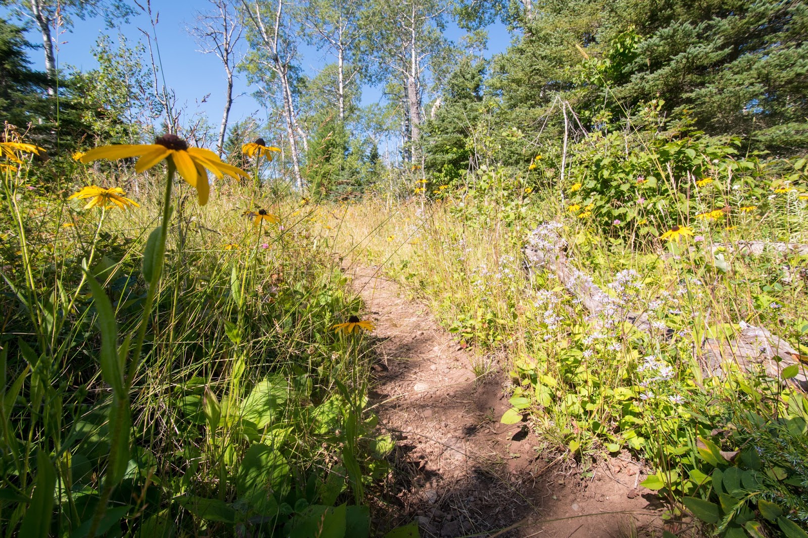 Cliffs and Ruins Isle Royale 2017, Day 5 Rest Day at McCargoe and the