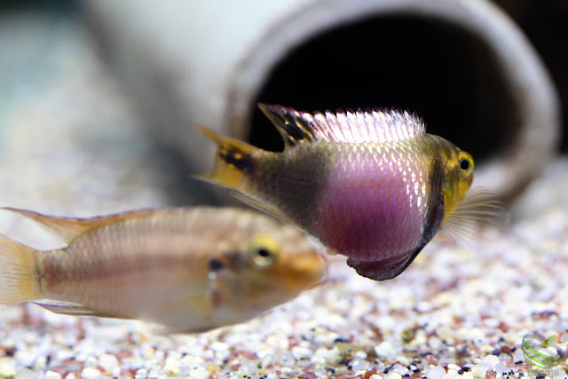 Pelvicachromis Subocellatus "moanda"