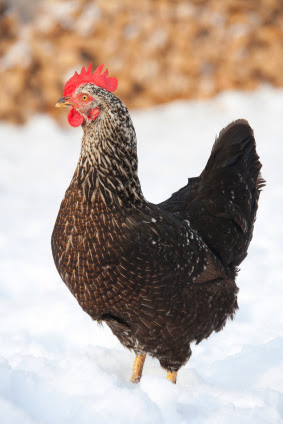 Chickens: Four Tips for Getting Ready for Winter