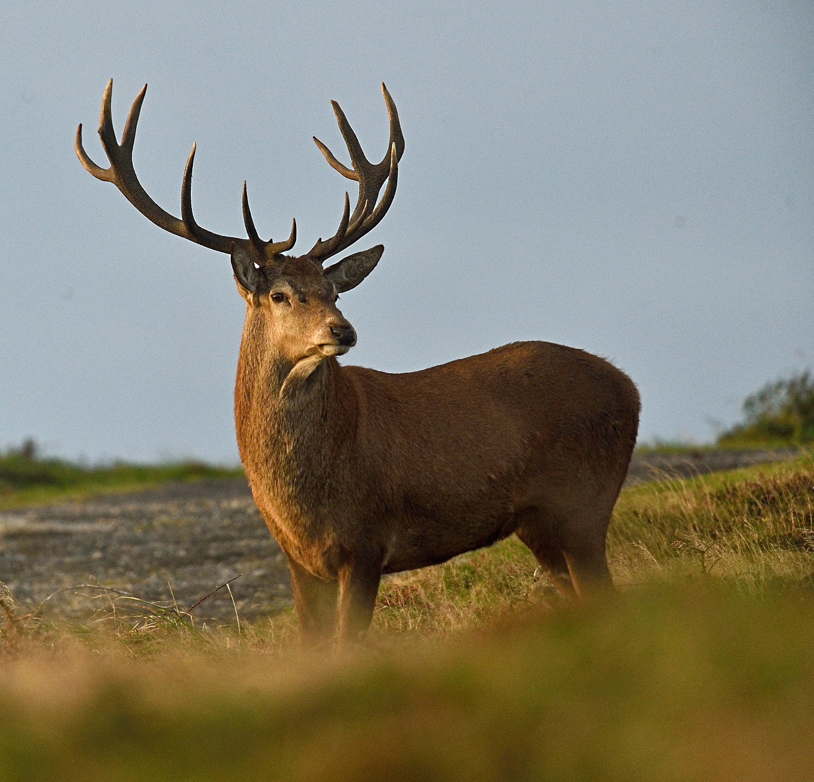 Albums 92+ Images pictures of a red stag Superb