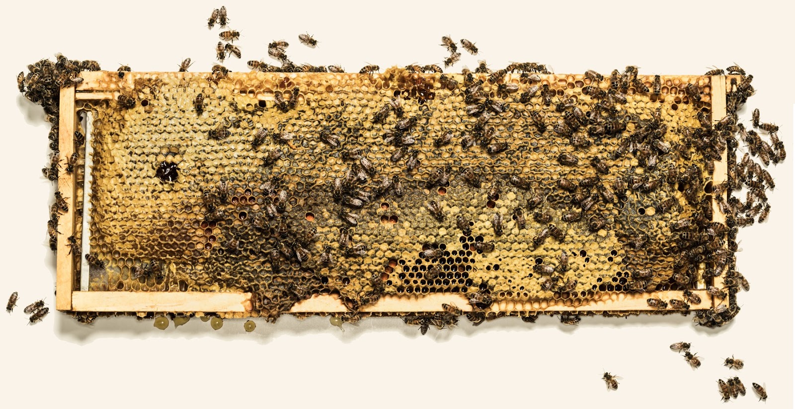 Stickers found by your bees while gathering