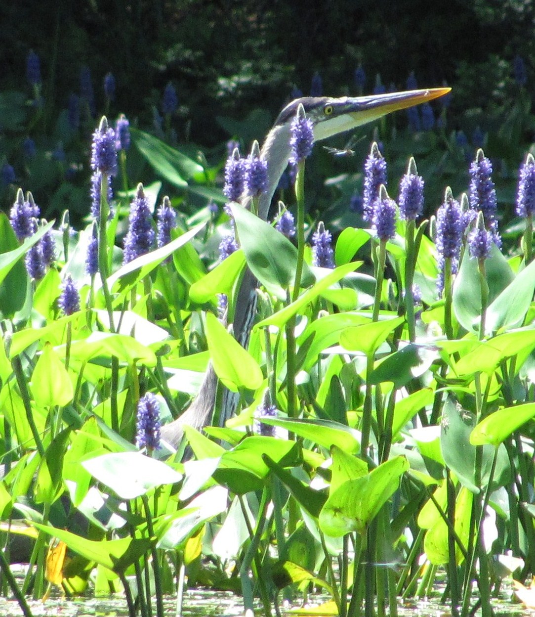 Recreational Kayaking in Maine: North Pownal, Maine: Runaround Pond