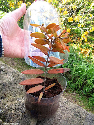 kauri esqueixos 11 12 16 3