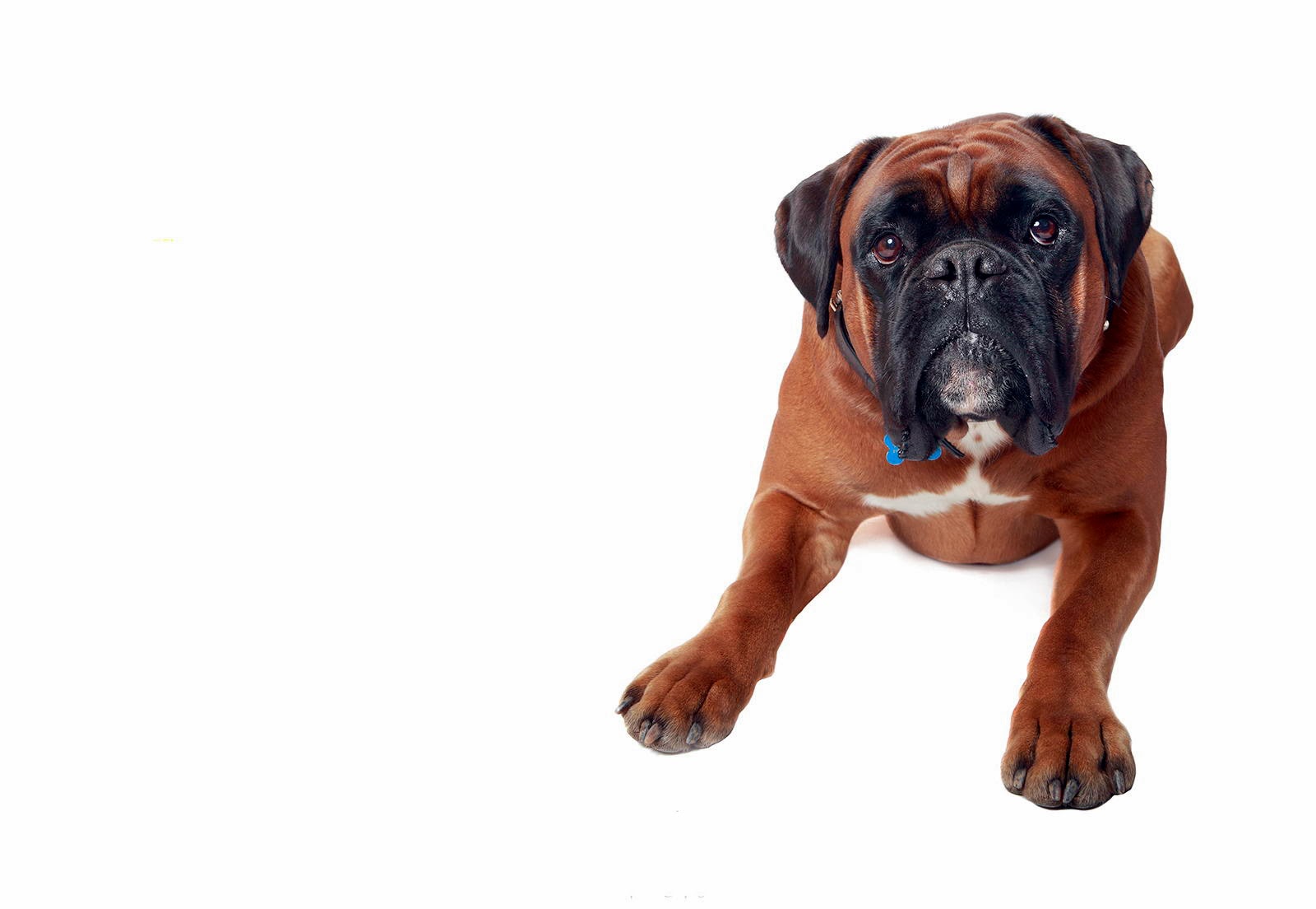 Banco de Imágenes Gratis 24 fotografías