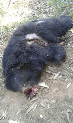 "Body parts removed and  left to rot, the bear that poachers had killed"