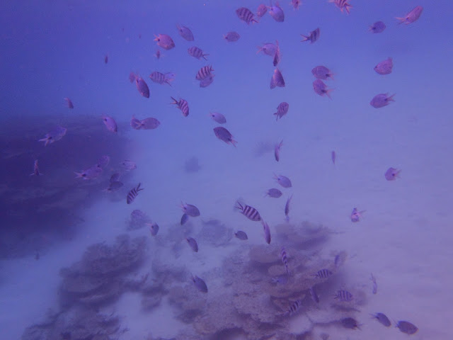 WindyTrip: Blue Bay