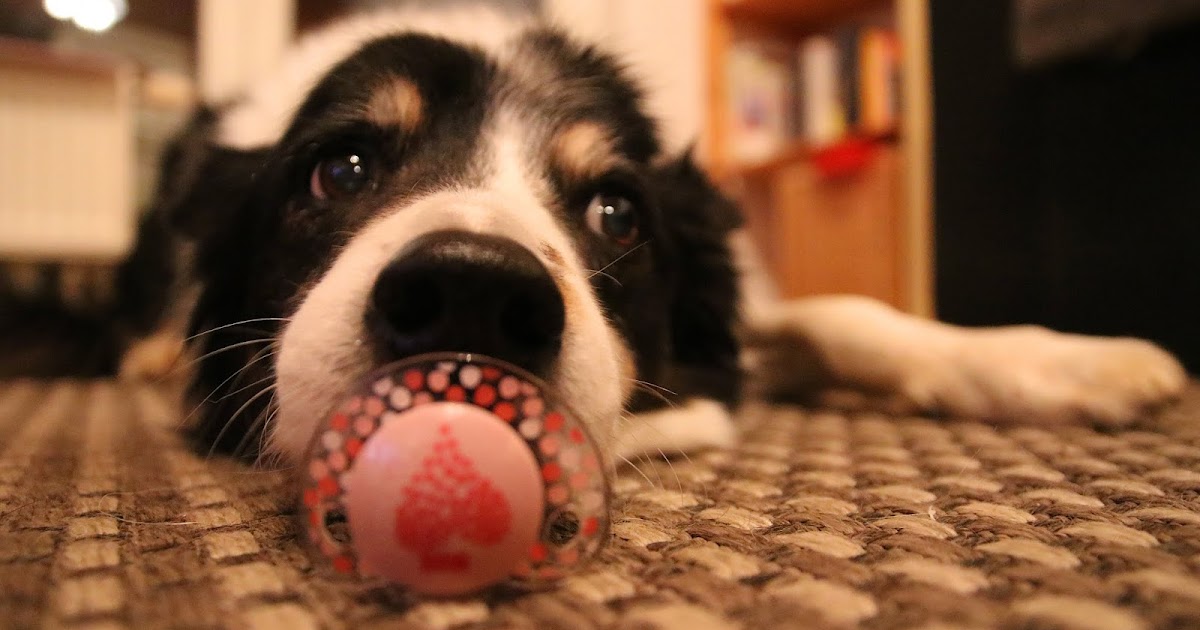 „Bist du auch eine von den Hundemuttis?“