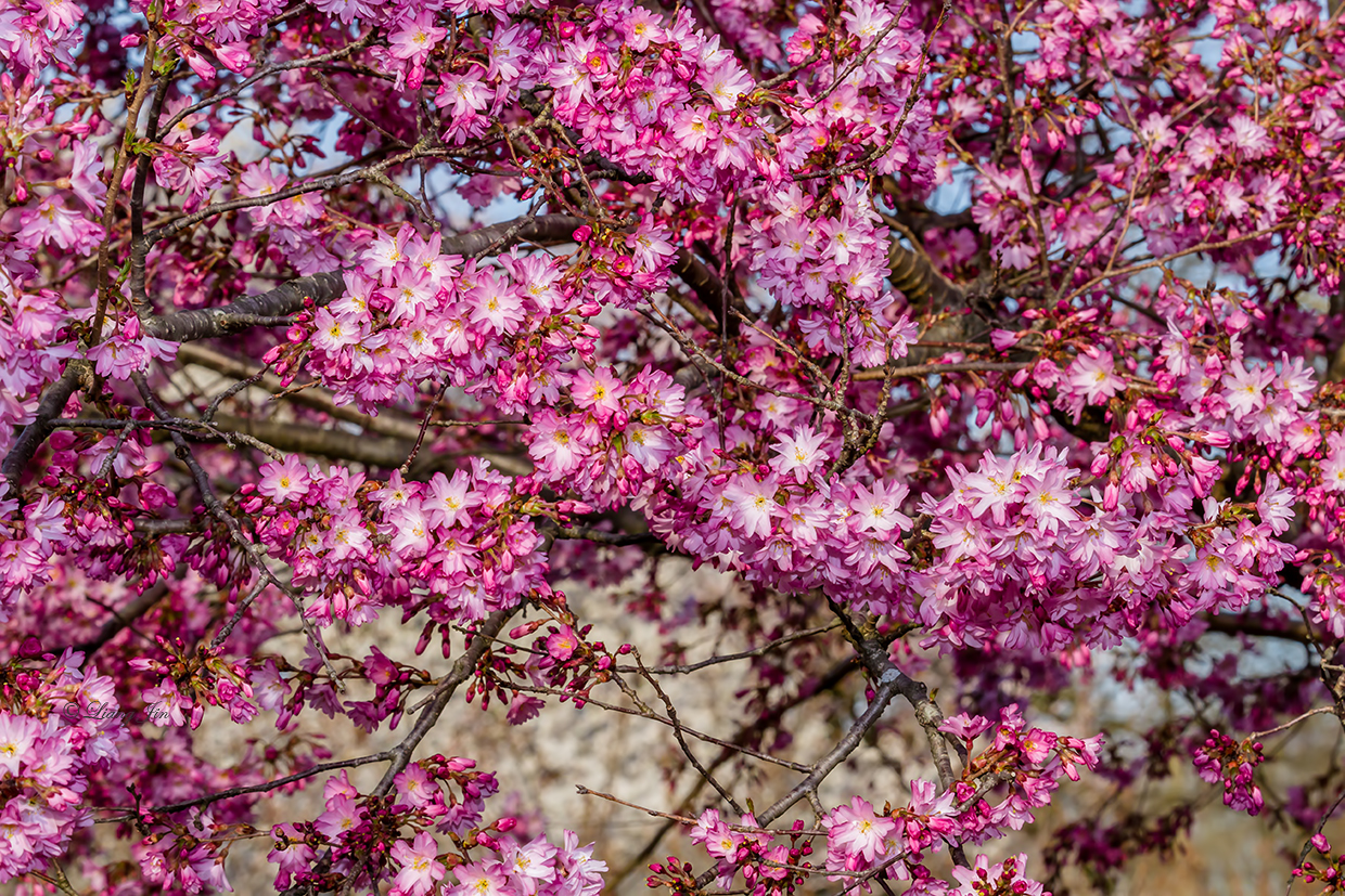 See What I See Essex County's Cherry Blossom