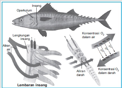 Mekanisme pernapasan ikan bertulang sejati dilakukan melalui mekanisme ...