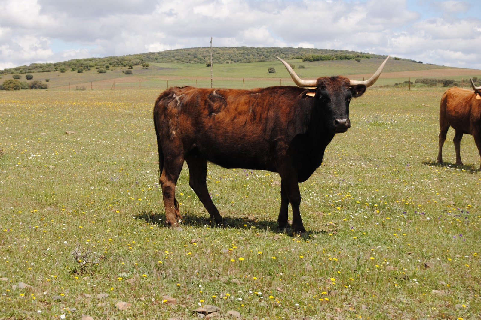 Asociación Cultural Taurina 