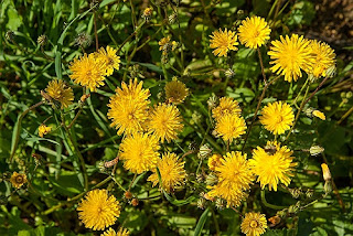 Dandelion-Natural Treatments Dandelion-Natural Treatments